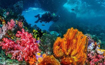 Barrière de corail Caraïbes : où plonger pour admirer les récifs existants ?
