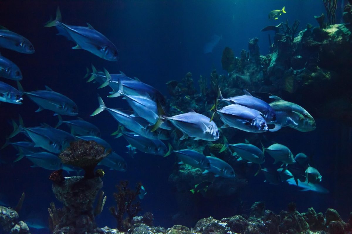 Protéger les récifs coralliens en plongée et snorkeling