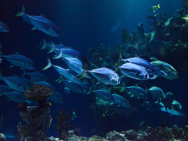 Protéger les récifs coralliens en plongée et snorkeling