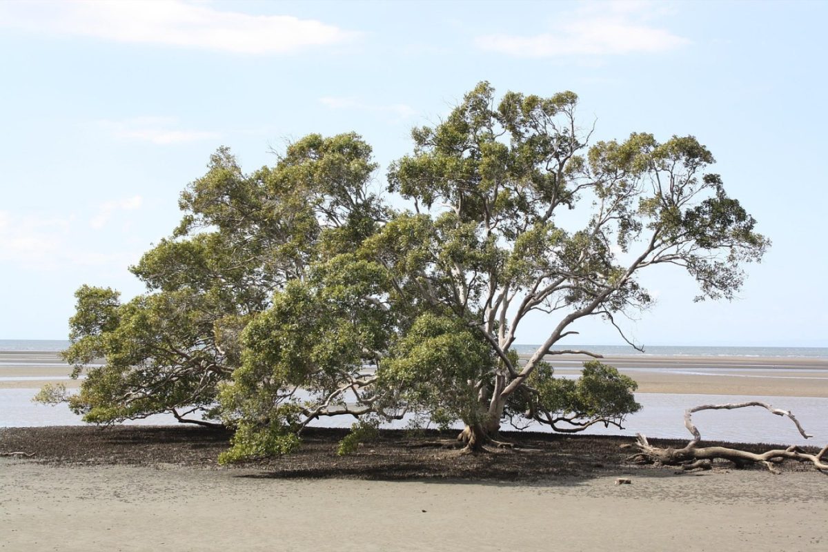 Rôles et limites des mangroves dans les Caraïbes