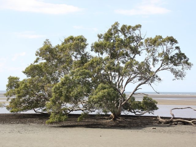 Rôles et limites des mangroves dans les Caraïbes
