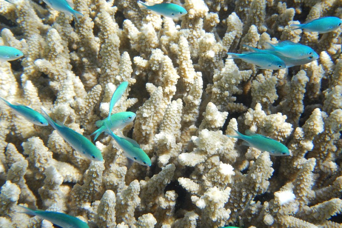 Meilleures plages pour snorkeling dans les Caraïbes