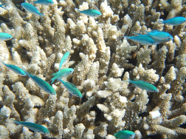 Meilleures plages pour snorkeling dans les Caraïbes