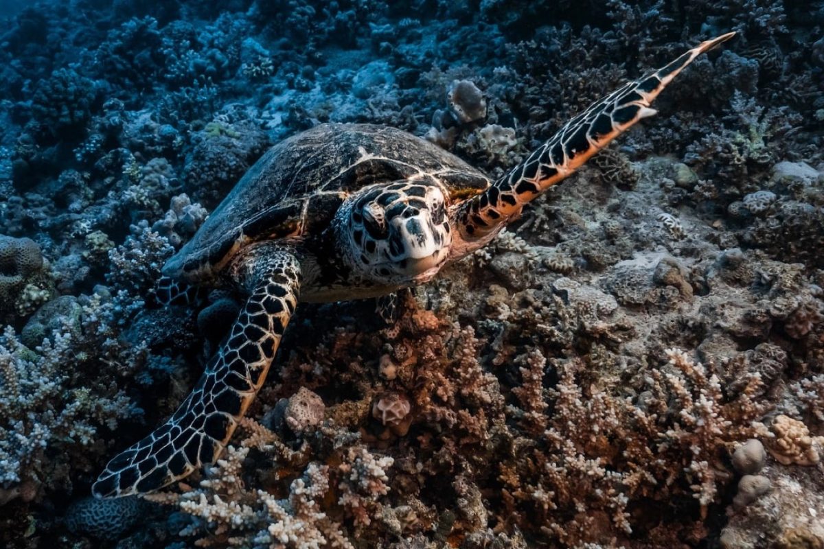 PADI ou SSI : quelle formation de plongée choisir dans les