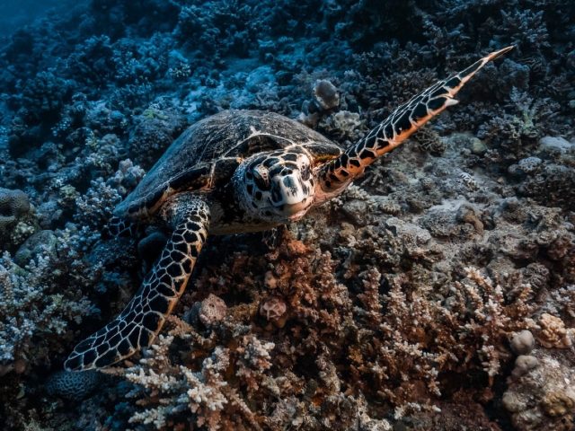 PADI ou SSI : quelle formation de plongée choisir dans les