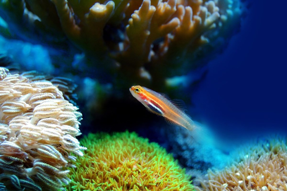 Plages idéales pour snorkeling dans les Caraïbes