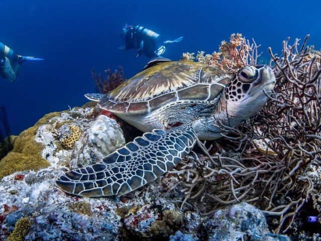 Comparatif centres de plongée recommandés — Caraïbes