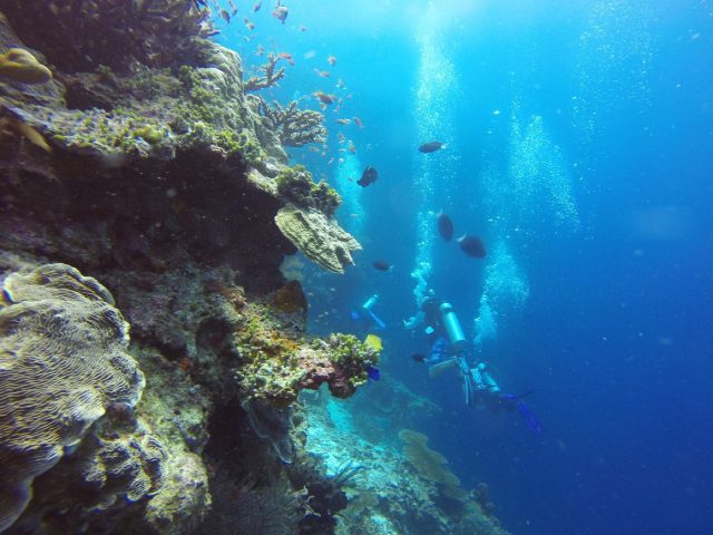 Plonger dans les Caraïbes : guide pour débutants