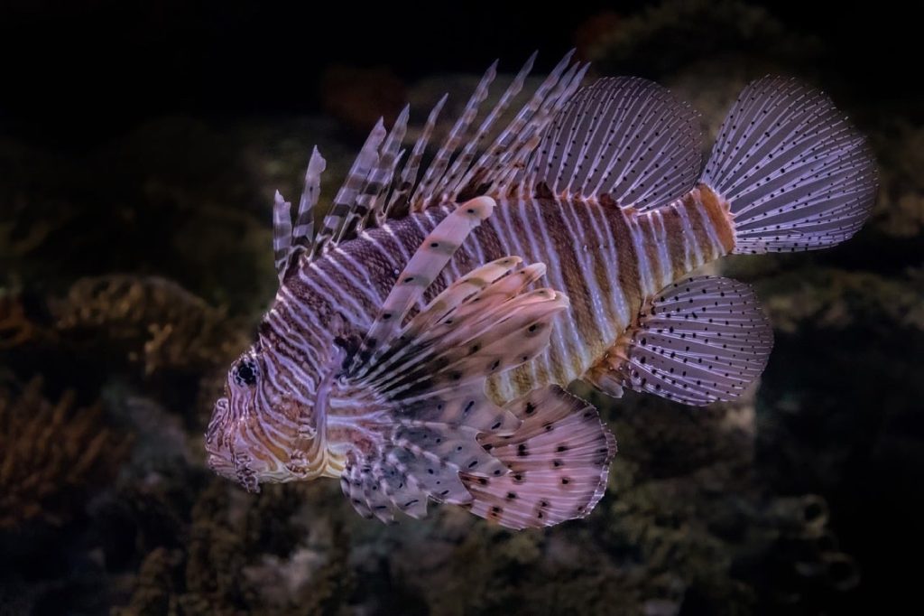 Faune marine des Caraïbes : état, menaces et protection