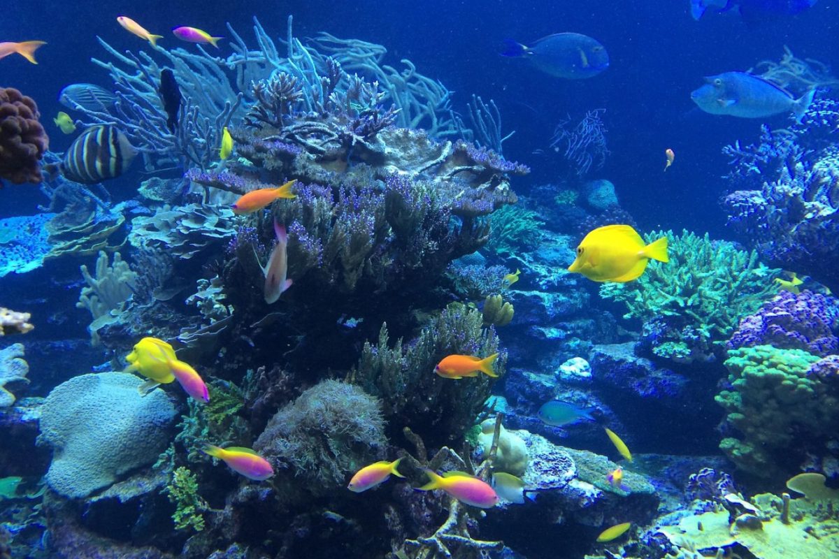Comparatif des meilleurs spots de snorkeling aux Caraïbes