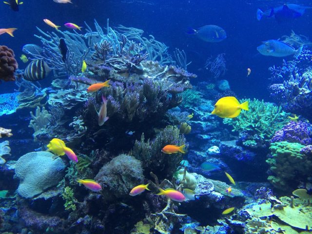 Comparatif des meilleurs spots de snorkeling aux Caraïbes