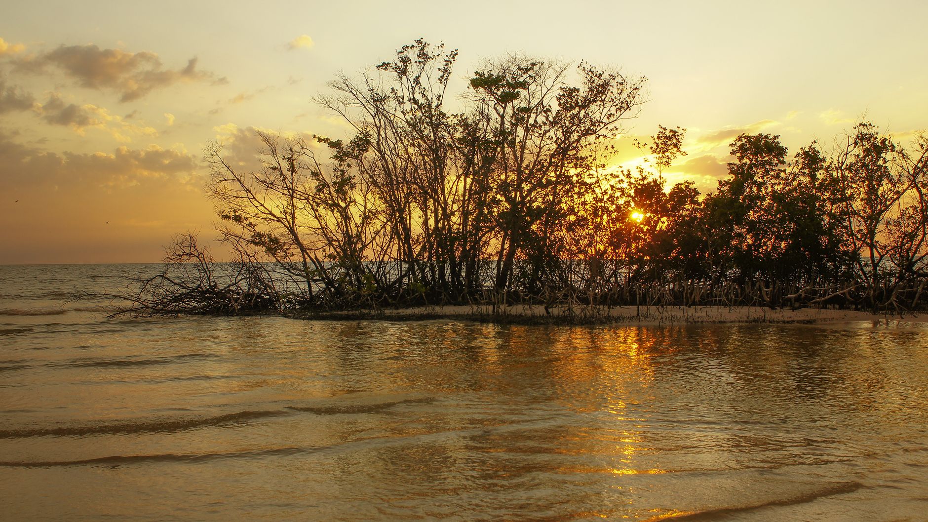 Rôles et limites des mangroves dans les Caraïbes